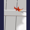 red leaf on a white fence