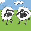 two sheep
