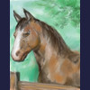 trying to draw a horse...