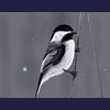 Winter Chickadee        