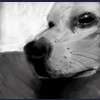 dog sketch