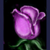 purple rose