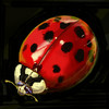 asian lady beetle