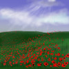 A field of poppies