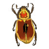 scarab beetle