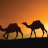 sahara_desert_camel