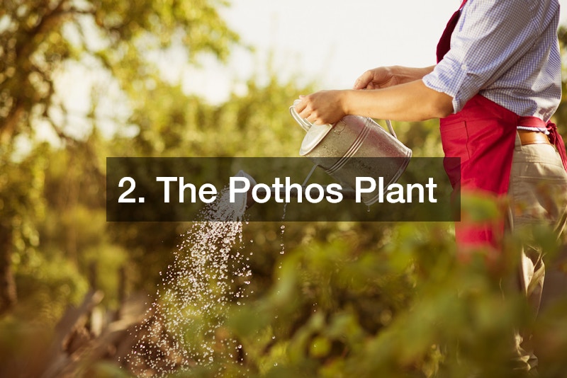2. The Pothos Plant
