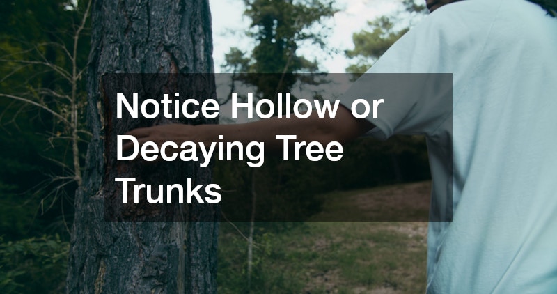 Notice Hollow or Decaying Tree Trunks