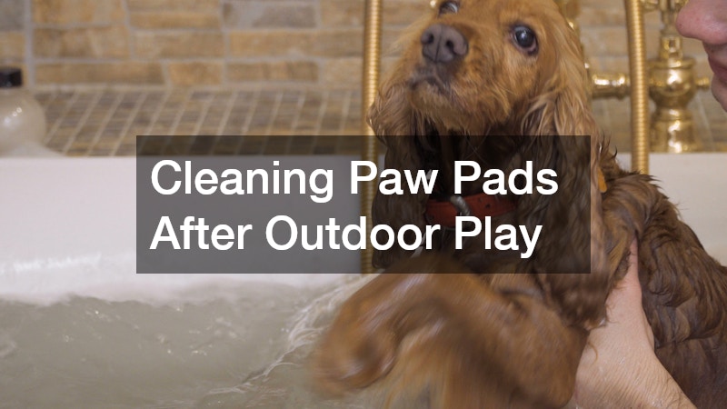 Cleaning Paw Pads After Outdoor Play
