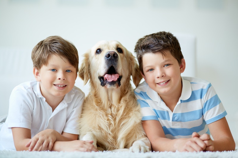 Labradoodle breeders in pennsylvania