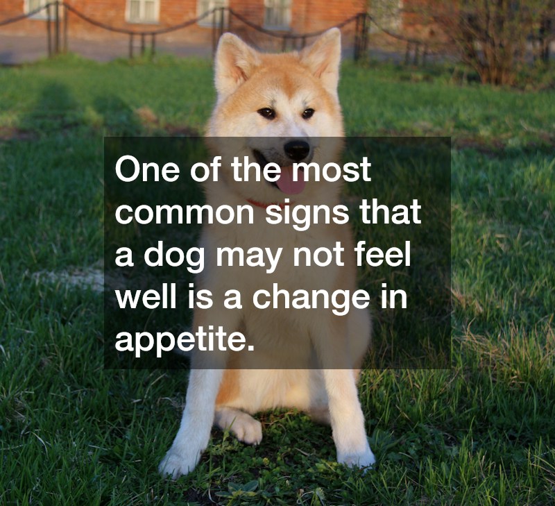 One of the most common signs that a dog may not feel well is a change in appetite.