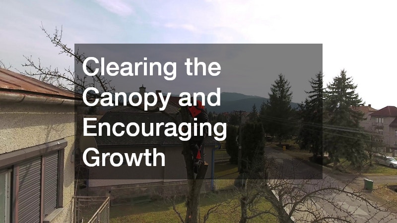 Clearing the Canopy and Encouraging Growth
