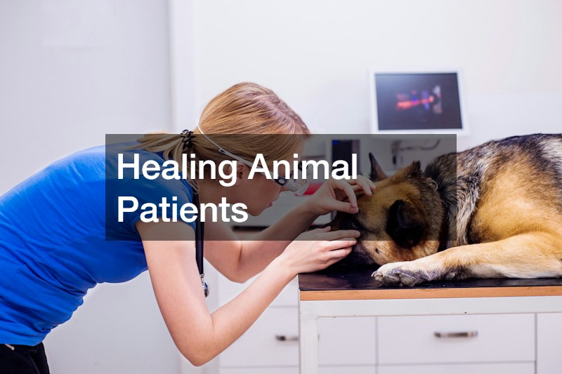 Healing Animal Patients