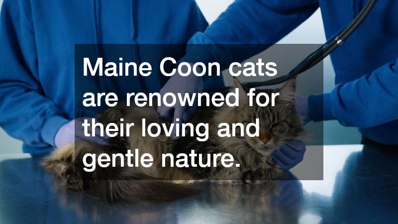 Maine Coon cats are renowned for their loving and gentle nature.