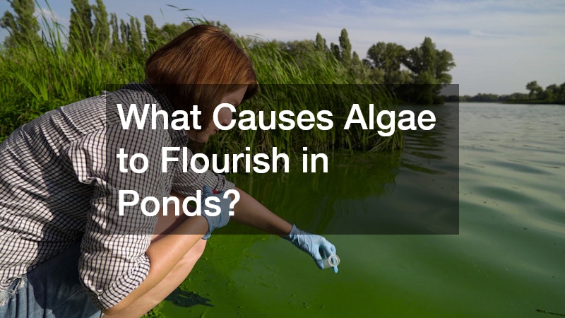 What Causes Algae to Flourish in Ponds?