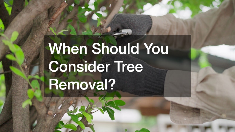 When Should You Consider Tree Removal?