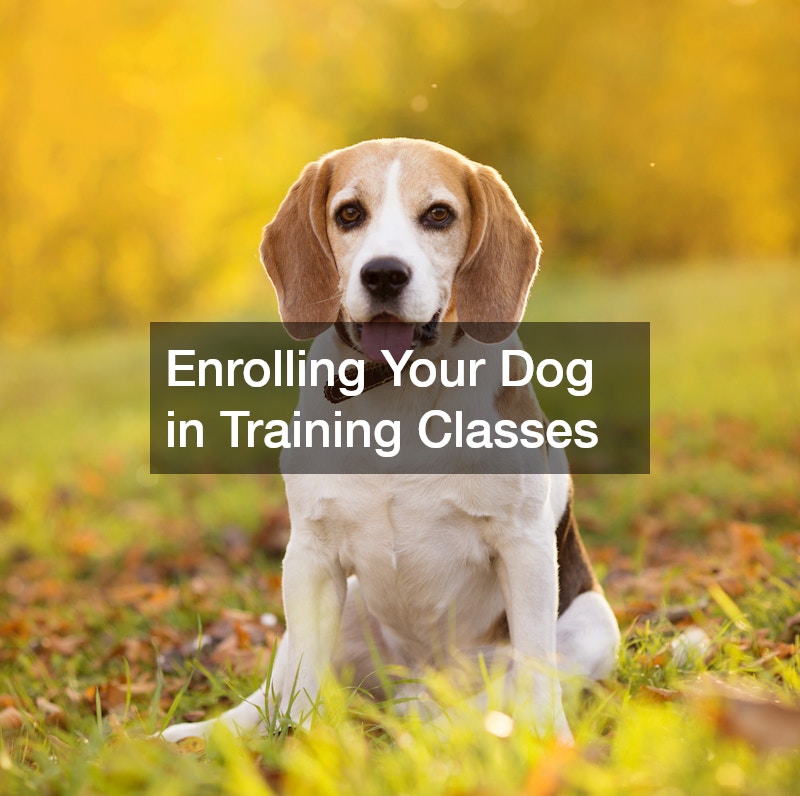 Enrolling Your Dog in Training Classes