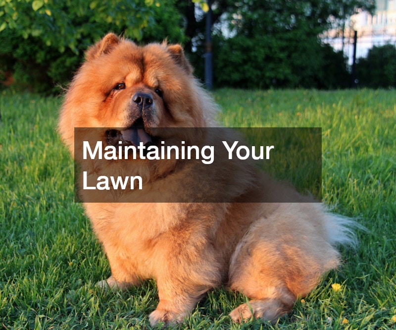 Maintaining Your Lawn
