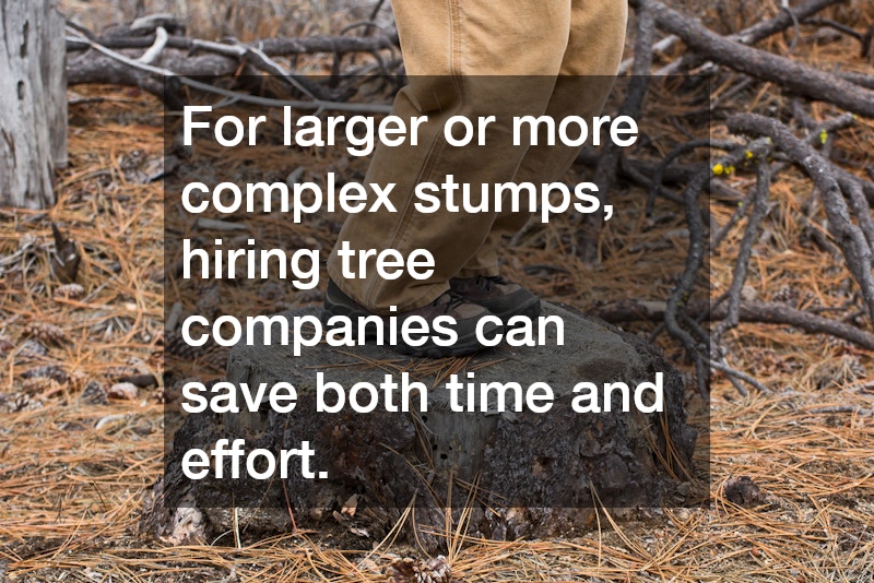 For larger or more complex stumps, hiring tree companies can save both time and effort.