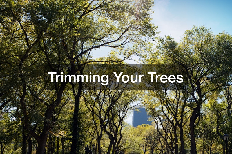 Trimming Your Trees