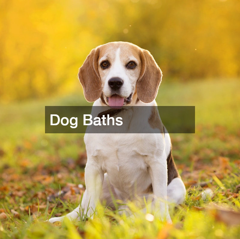 Dog Baths