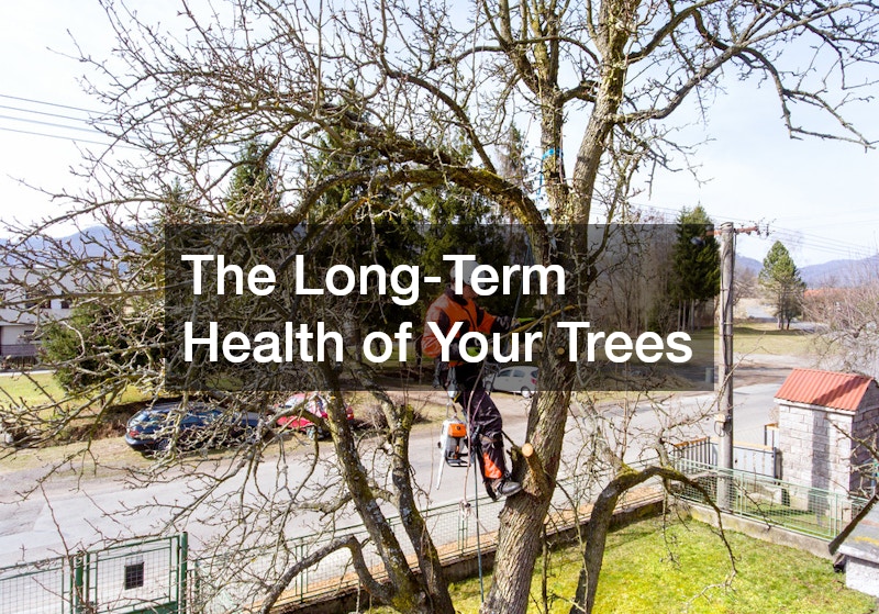 The Long-Term Health of Your Trees