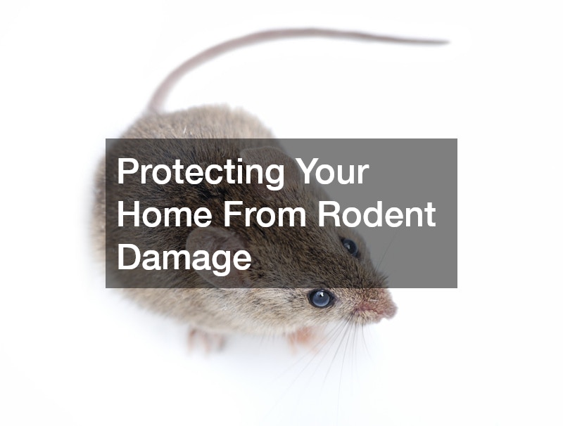Protecting Your Home From Rodent Damage