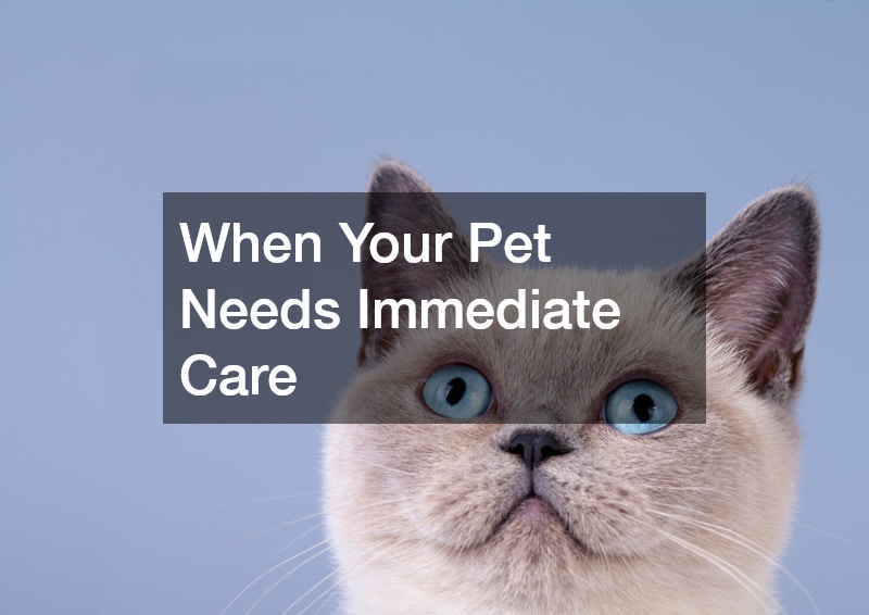 When Your Pet Needs Immediate Care