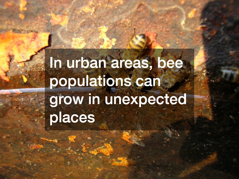 In urban areas, bee populations can grow in unexpected places