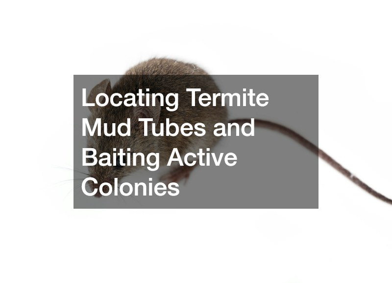 Locating Termite Mud Tubes and Baiting Active Colonies