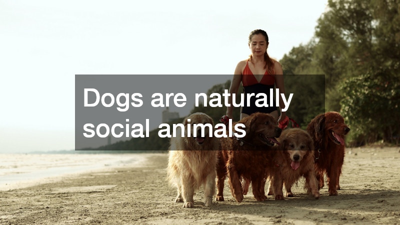 Dogs are naturally social animals