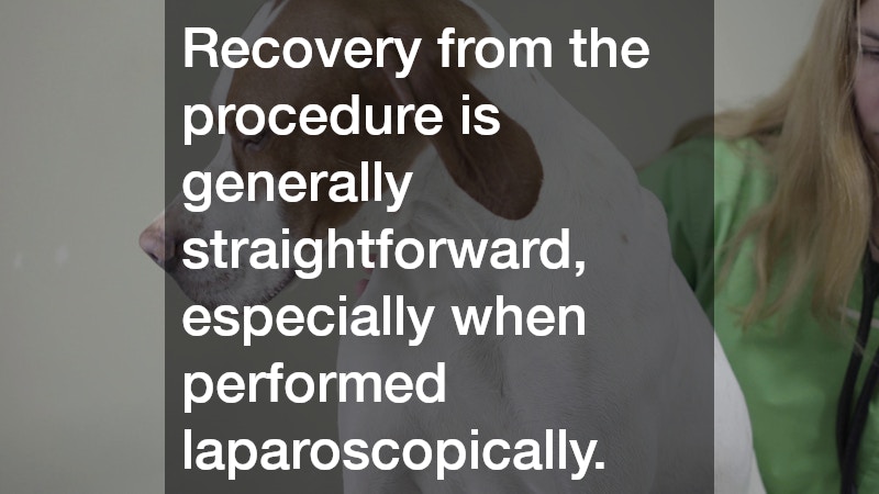 Recovery from the procedure is generally straightforward, especially when performed laparoscopically.