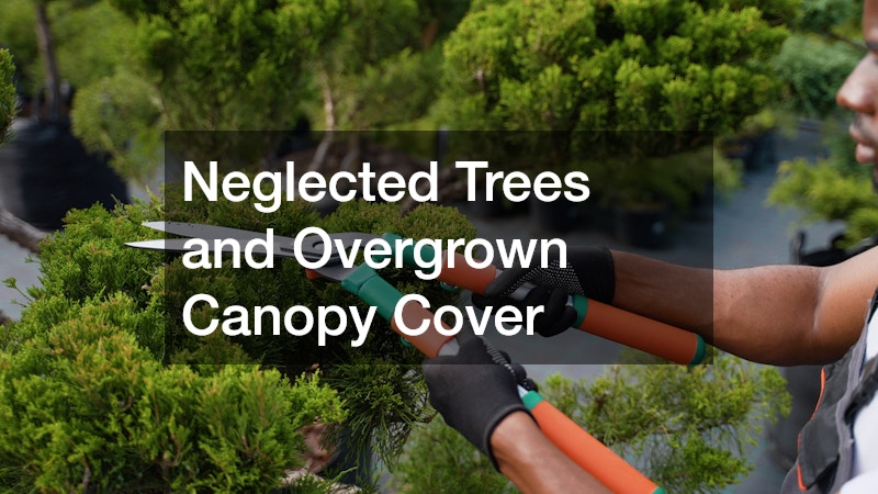 Neglected Trees and Overgrown Canopy Cover