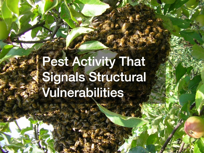 Pest Activity That Signals Structural Vulnerabilities