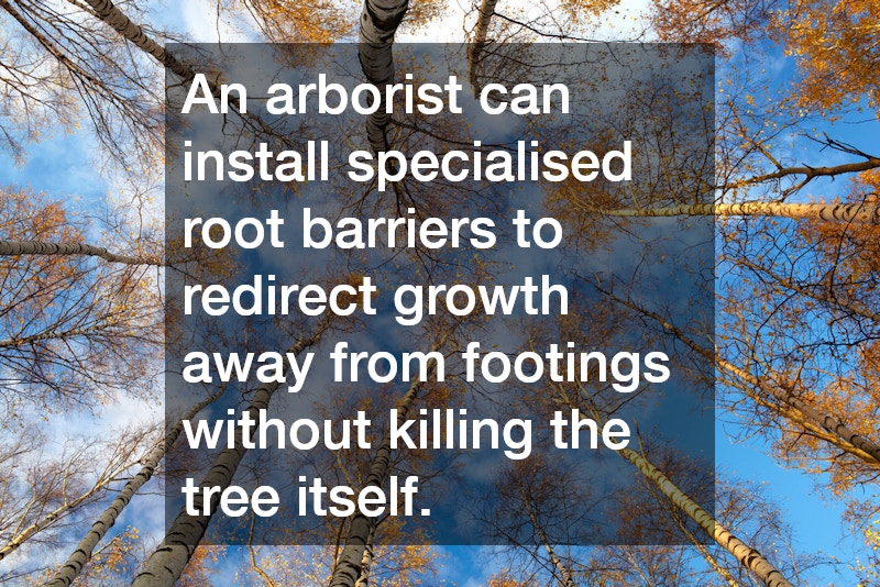 An arborist can install specialised root barriers to redirect growth away from footings without killing the tree itself.