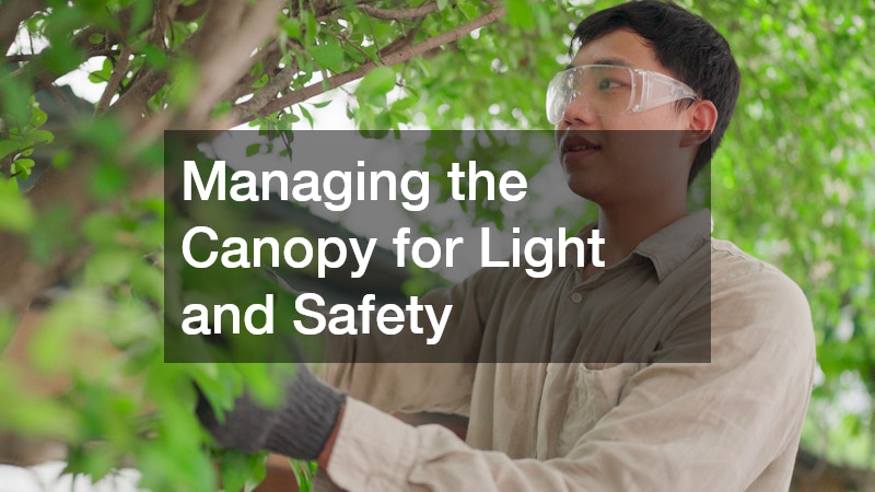 Managing the Canopy for Light and Safety