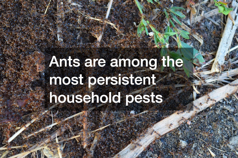 Ants are among the most persistent household pests