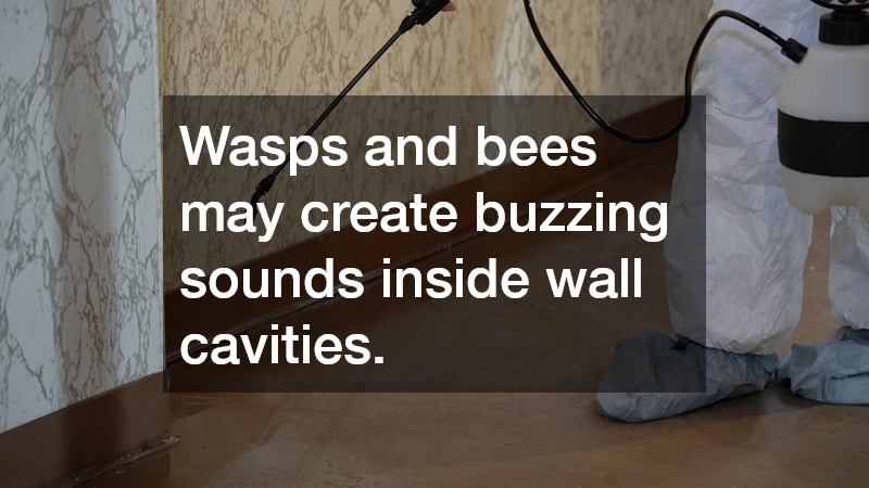 Wasps and bees may create buzzing sounds inside wall cavities.