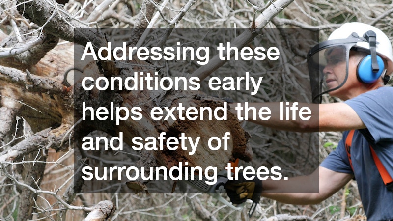 Addressing these conditions early helps extend the life and safety of surrounding trees.