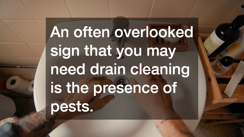 An often overlooked sign that you may need drain cleaning is the presence of pests.