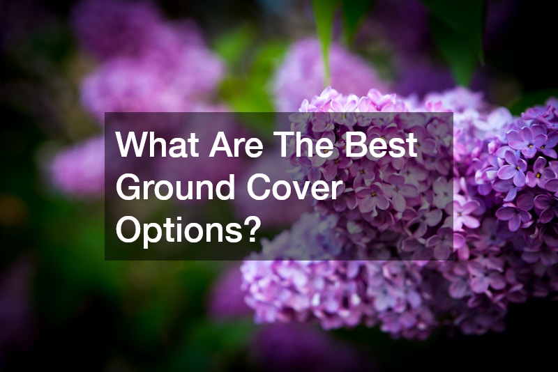 What Are The Best Ground Cover Options?