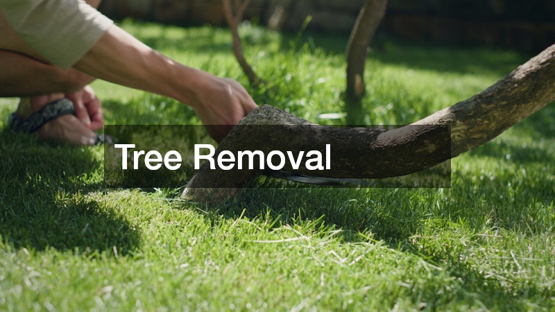 Tree Removal
