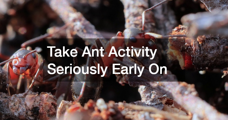 Take Ant Activity Seriously Early On