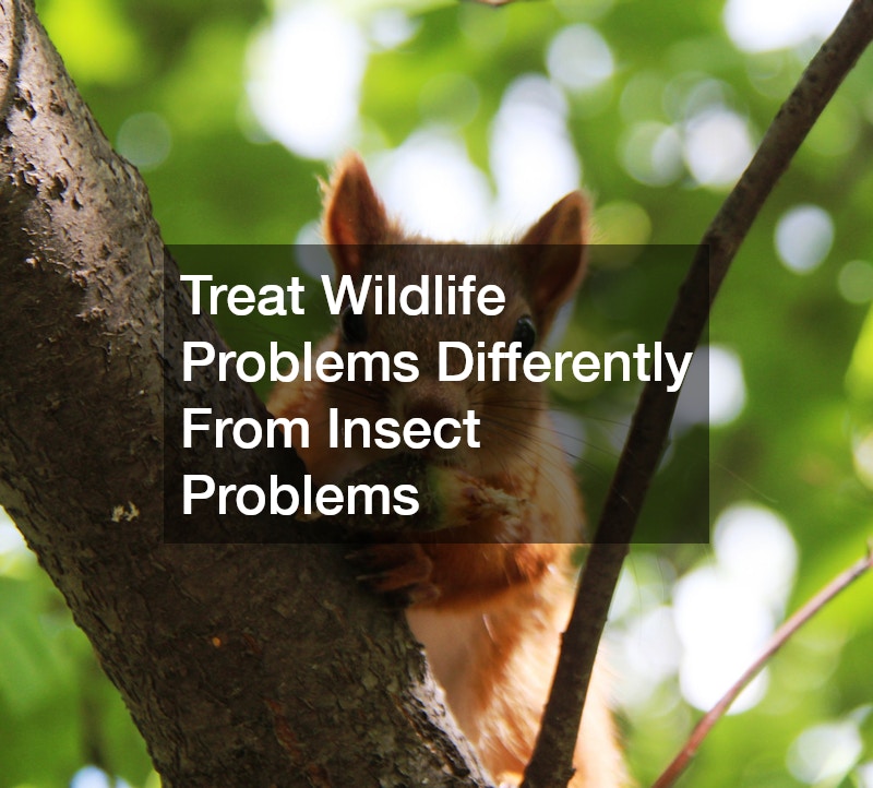 Treat Wildlife Problems Differently From Insect Problems