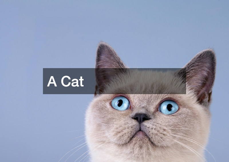 A Cat