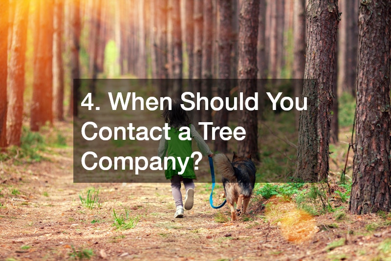 4. When Should You Contact a Tree Company?