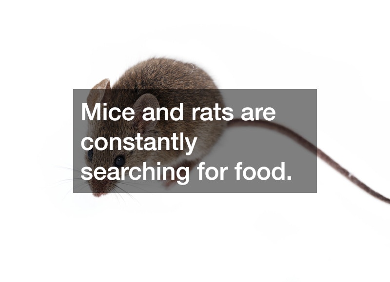 Mice and rats are constantly searching for food.