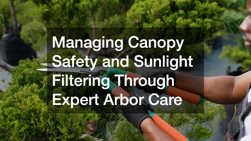 Managing Canopy Safety and Sunlight Filtering Through Expert Arbor Care