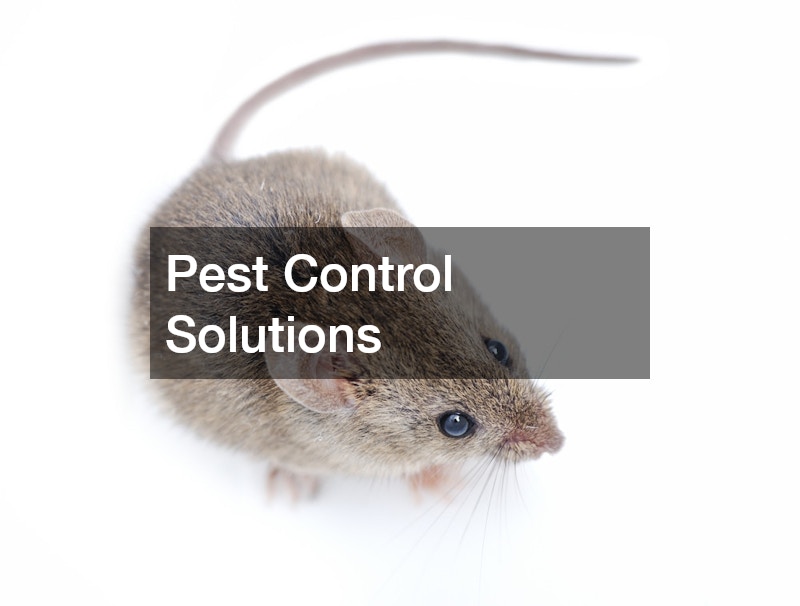 Pest Control Solutions