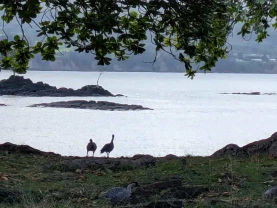 白く光るヒロ湾の海面の手前の海岸に大きい鳥が2羽たたずんでいる